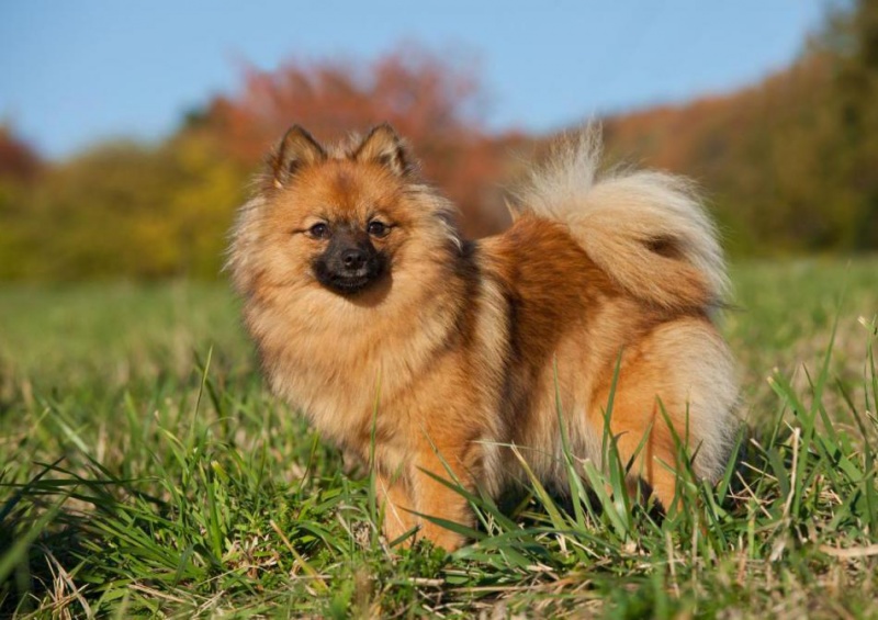 Doge.ru: породы собак с фото и названием