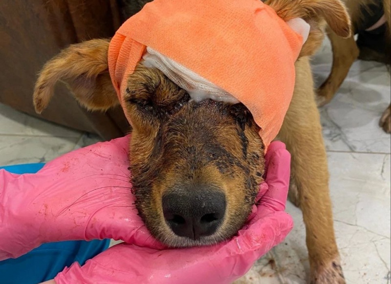 В Озерах нашли собаку с тяжелыми травмами головы. Это второй случай за 2 недели