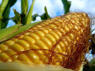 Озерчанки попались на краже кукурузы